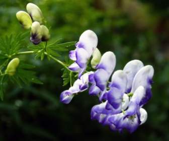 flower garden nature