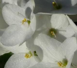 Bunga Hydrangea Perbungaan