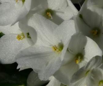 Bunga Hydrangea Perbungaan