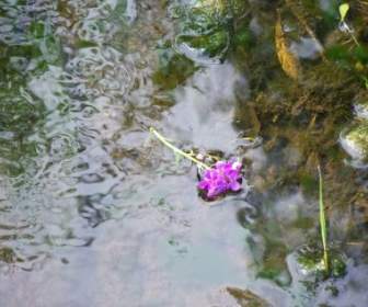 Flower In Country Stream