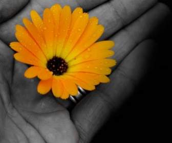цветок в руке