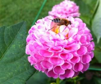 flower insect flowers