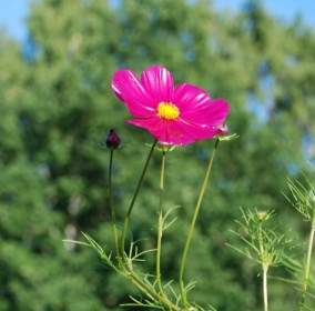 flower leaf nature