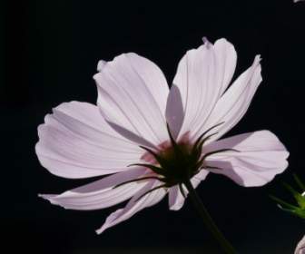 Flower Light Pink Cosmea