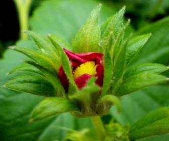 flower nature erdbeerfplanze