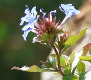 flower nature plant