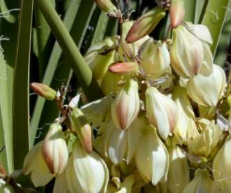 flower nature plant