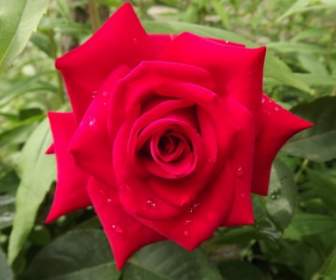flower nature red flower