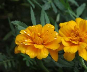 Fleur Orange Goutte