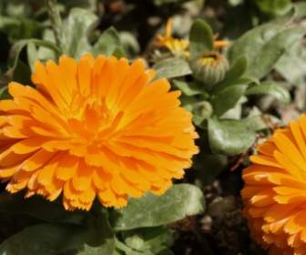 Giardino Di Fiore Arancione