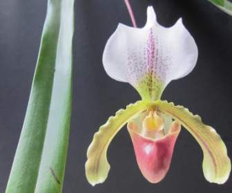 Natura Fiore Orchidea