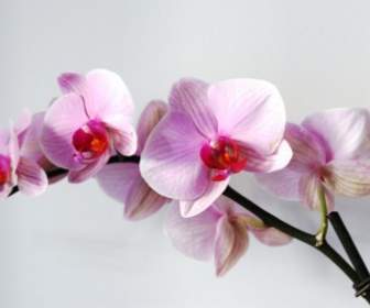 розовый цветок Орхидея