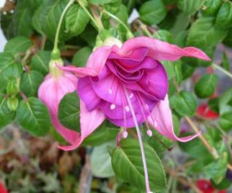 Giardino Di Fiore Rosa