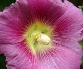 flower pink nature
