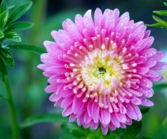 flower pink nature