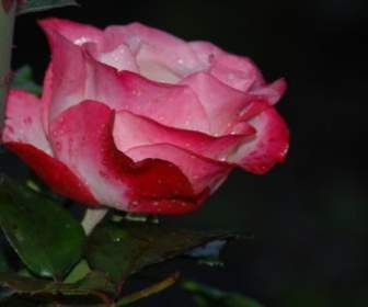 flower pink rose