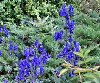 flower plant blue