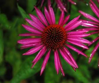 flower plant nature