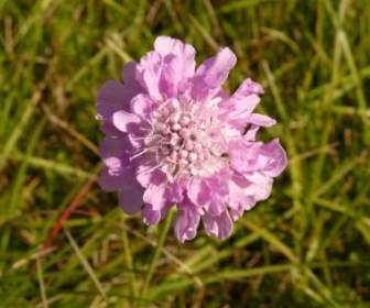 flower plant nature