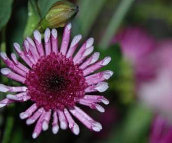 flower plant nature