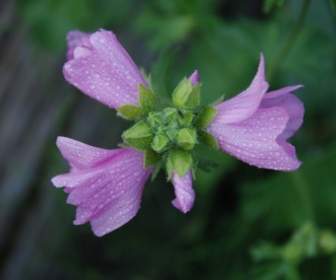 flower plant nature