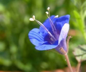 flower plant nature