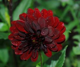 flower plant nature