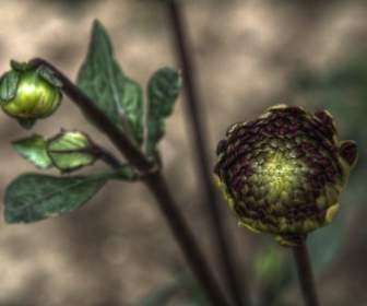 flower plant nature