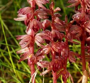 flower plant nature