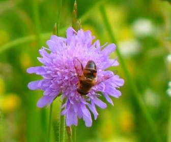 flower plant purple