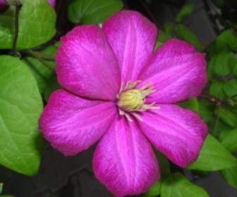 Planta De Flor Púrpura