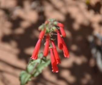 Красный цветок пустыни