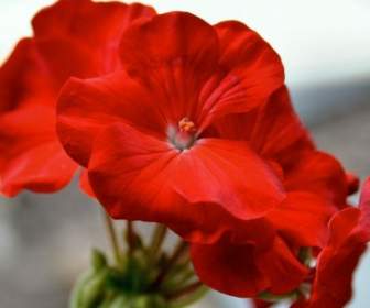 Blume Rot Geranium