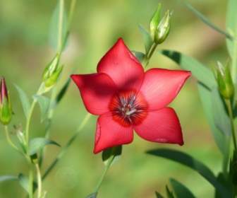 Flower Red Lein Red