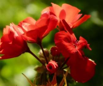 flower red nature