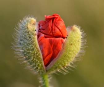 flower red poppy
