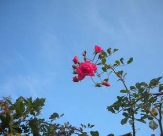 Rosa Roja Flor