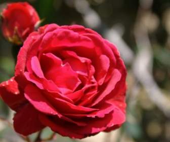 紅色的薔薇花