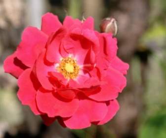 Blume Rosa Rot