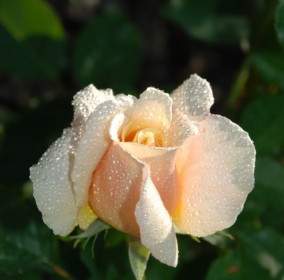 Flower Rose Drops