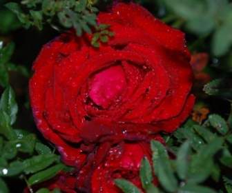 Fiore Rosa Gocce