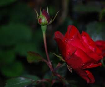 Fiore Rosa Gocce