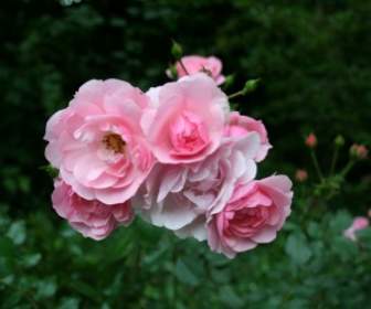 цветник роз