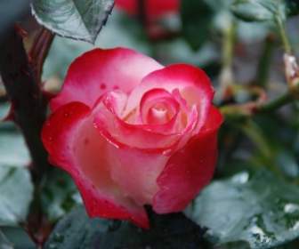 flower rose white