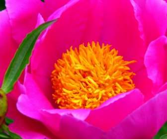 flower summer flowers pink