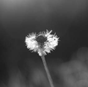 Flower The Dandelion The Black And White