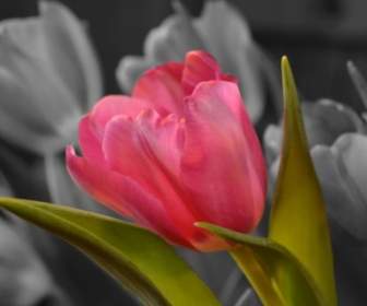 Flower Tulip Pink