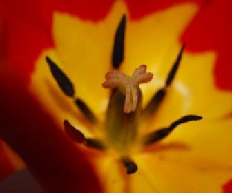 Czerwony Tulipan Kwiat