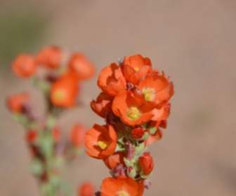 Fiore Fiore Arancione Utah