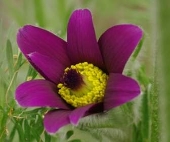 Flower Violet Close